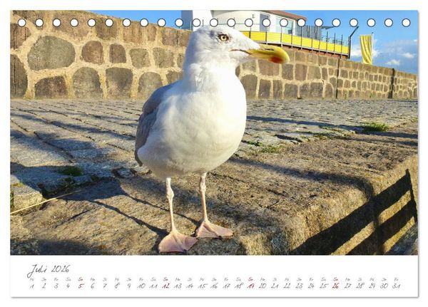 Produktbild: Mein Sassnitz - Hafenstadt und Erholungsort an der Kreidek&uuml;ste von R&uuml;gen (Tischkalender 2026 DIN A5 quer), CALVENDO Monatskalender