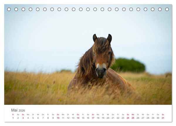 Produktbild: Exmoor Ponnys - Die letzten Ihrer Art (Tischkalender 2026 DIN A5 quer), CALVENDO Monatskalender