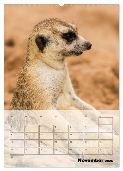 Produktbild: Erdm&auml;nnchen - Afrikas liebenswerte Zwerge (Wandkalender 2026 DIN A2 hoch), CALVENDO Monatskalender