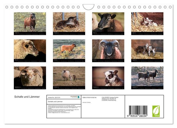 Produktbild: Schafe und L&auml;mmer (Wandkalender 2026 DIN A4 quer), CALVENDO Monatskalender