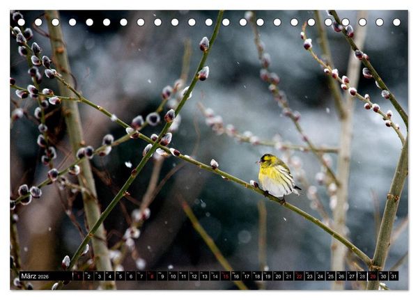 Produktbild: Gartenv&ouml;gel (Tischkalender 2026 DIN A5 quer), CALVENDO Monatskalender