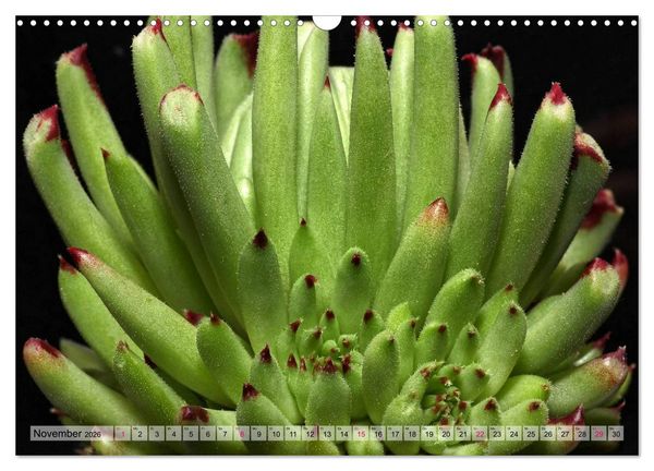 Produktbild: Sempervivum - Hauswurz (Wandkalender 2026 DIN A3 quer), CALVENDO Monatskalender