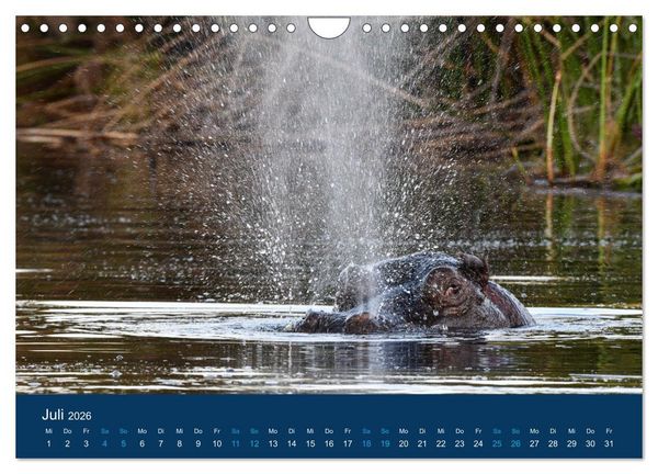 Produktbild: Nilpferde, Kolosse in Afrika (Wandkalender 2026 DIN A4 quer), CALVENDO Monatskalender