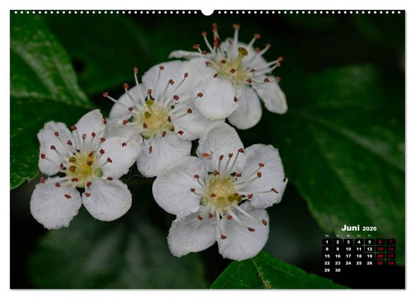 Produktbild: B&auml;ume im Detail (hochwertiger Premium Wandkalender 2026 DIN A2 quer), Kunstdruck in Hochglanz