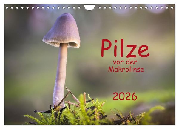 Pilze vor der Makrolinse 2026 (Wandkalender 2026 DIN A4 quer), CALVENDO Monatskalender