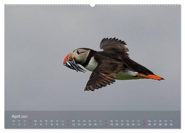 Produktbild: Nordatlantische Seev&ouml;gel (Wandkalender 2027 DIN A2 quer), CALVENDO Monatskalender