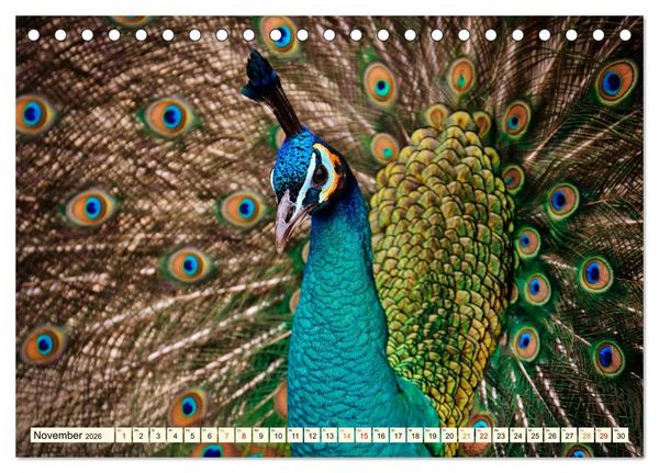 Produktbild: Sch&ouml;ner Pfau (Tischkalender 2026 DIN A5 quer), CALVENDO Monatskalender
