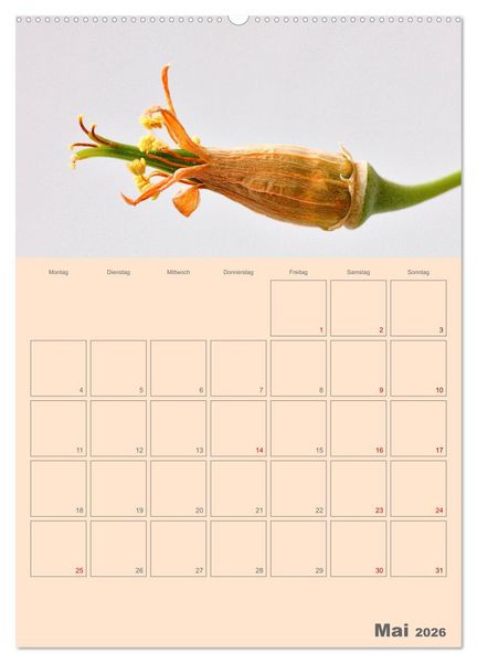 Produktbild: Blumenmetamorphosen (Wandkalender 2026 DIN A2 hoch), CALVENDO Monatskalender