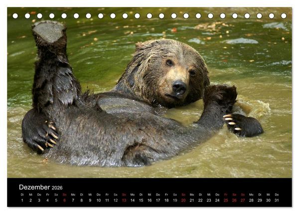 Produktbild: B&auml;ren im Nationalpark Bayerischer Wald (Tischkalender 2026 DIN A5 quer), CALVENDO Monatskalender