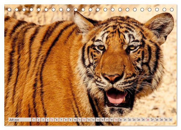 Produktbild: Tiger. Gestreift, wild u. sch&ouml;n (Tischkalender 2026 DIN A5 quer), CALVENDO Monatskalender