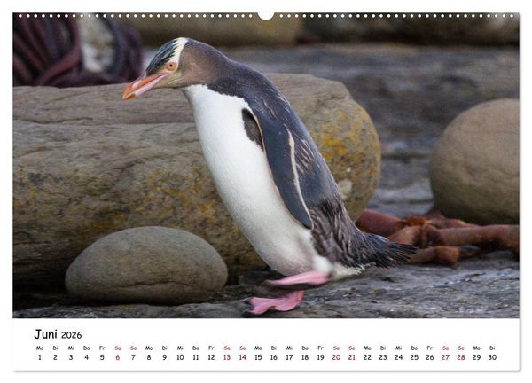 Produktbild: Neuseeland-Aotearoa, Land der wei&szlig;en Wolke (hochwertiger Premium Wandkalender 2026 DIN A2 quer), Kunstdruck in Hochglanz