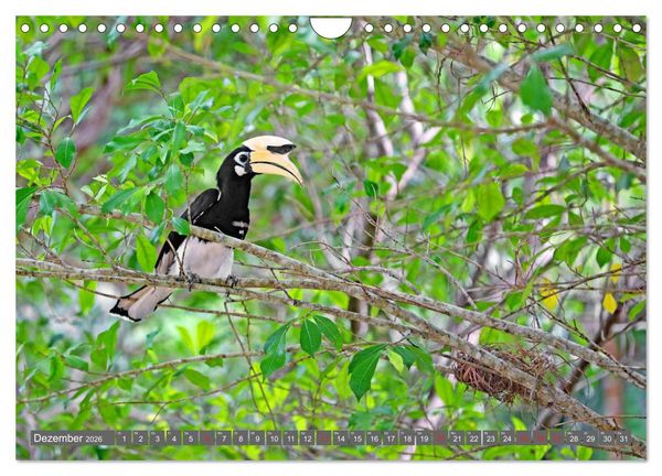 Produktbild: Im Regenwald von Borneo (Wandkalender 2026 DIN A4 quer), CALVENDO Monatskalender