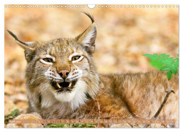 Produktbild: Dem Luchs auf der Spur (Wandkalender 2026 DIN A3 quer), CALVENDO Monatskalender