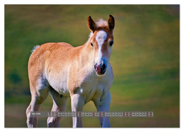 Produktbild: Die besonderen Haflinger-Pferde (Wandkalender 2026 DIN A3 quer), CALVENDO Monatskalender
