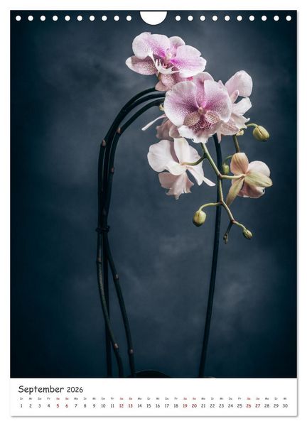 Produktbild: Orchideen Zauber (Wandkalender 2026 DIN A4 hoch), CALVENDO Monatskalender