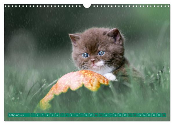 Produktbild: Katzenkinder - Britisch Kurzhaar (Wandkalender 2026 DIN A3 quer), CALVENDO Monatskalender