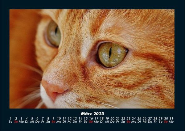 Produktbild: F&uuml;r Katzenfreunde 2025 Fotokalender DIN A4