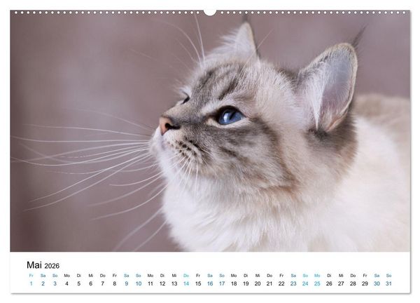 Produktbild: Heilige Birma Katzen mit traumhaft blauen Augen und wei&szlig;en Pf&ouml;tchen (Wandkalender 2026 DIN A2 quer), CALVENDO Monatskalender