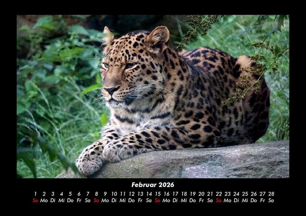Produktbild: Tierkalender 2026 Fotokalender DIN A3