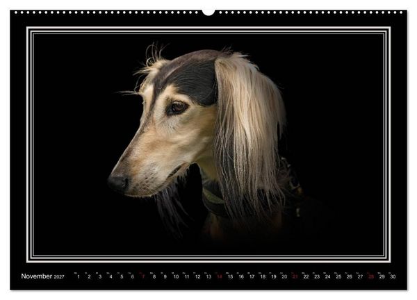 Produktbild: Saluki 2027 (hochwertiger Premium Wandkalender 2027 DIN A2 quer), Kunstdruck in Hochglanz
