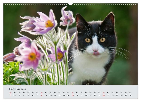 Produktbild: Katzen im Garten (Wandkalender 2026 DIN A2 quer), CALVENDO Monatskalender