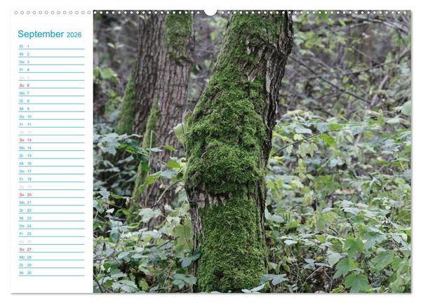 Produktbild: Wundersch&ouml;ner Spreewald (Wandkalender 2026 DIN A2 quer), CALVENDO Monatskalender