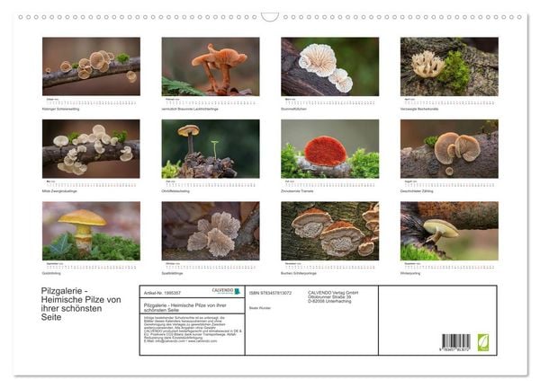 Produktbild: Pilzgalerie - Heimische Pilze von ihrer sch&ouml;nsten Seite (Wandkalender 2026 DIN A2 quer), CALVENDO Monatskalender