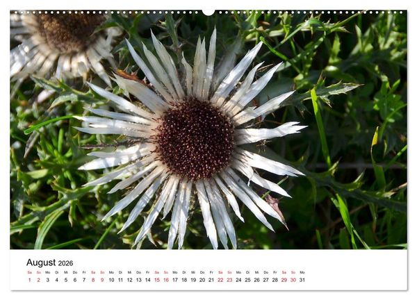 Produktbild: Zauberhafte Schw&auml;bische Alb (hochwertiger Premium Wandkalender 2026 DIN A2 quer), Kunstdruck in Hochglanz