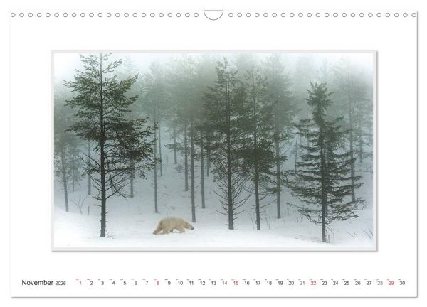 Produktbild: Emotionale Momente: Der Eisb&auml;r. (Wandkalender 2026 DIN A3 quer), CALVENDO Monatskalender