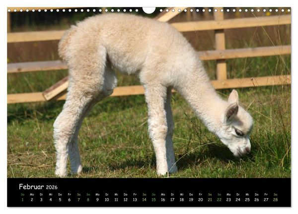 Produktbild: Alpakas zum Verlieben (Wandkalender 2026 DIN A3 quer), CALVENDO Monatskalender