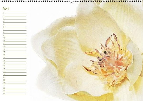 Produktbild: Bl&uuml;tentr&auml;ume - ganz in wei&szlig; / Geburtstagskalender (Wandkalender immerw&auml;hrend DIN A2 quer)