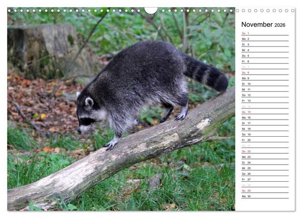Produktbild: Der kleine R&auml;uber mit Maske - Waschb&auml;ren (Wandkalender 2026 DIN A3 quer), CALVENDO Monatskalender