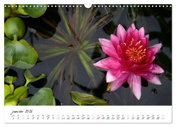Produktbild: N&eacute;nuphars enchanteurs (Calendrier mural 2026 DIN A3 vertical), CALVENDO calendrier mensuel