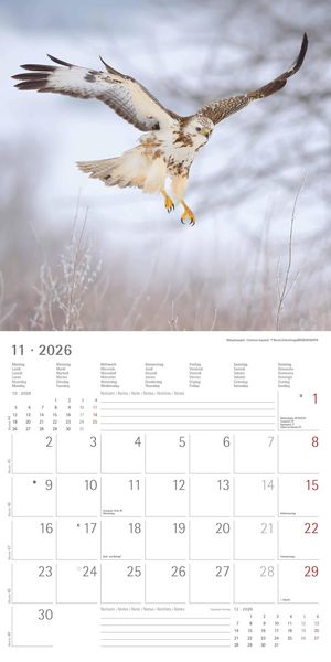 Geheimnisvolles Waldleben 2026 - Broschürenkalender 30x30 cm (30x60 geöffnet) - Kalender mit Platz für Notizen - Forest Animals - Bildkalender - Wandk