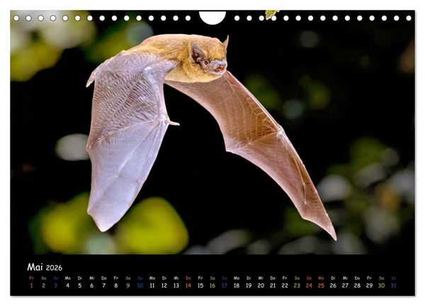 Produktbild: Flederm&auml;use - kleine Vampire (Wandkalender 2026 DIN A4 quer), CALVENDO Monatskalender