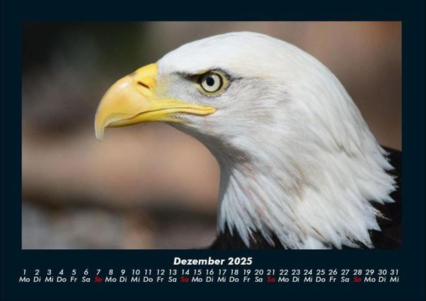 Produktbild: Adler 2025 Fotokalender DIN A4