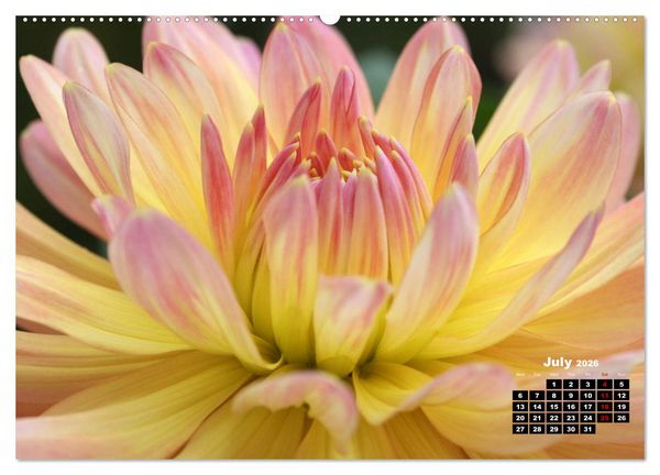 Produktbild: Magical Dahlias (High Quality Premium Wall Calendar 2026 DIN A2 landscape),CALVENDO 12 Month Wall Calendar