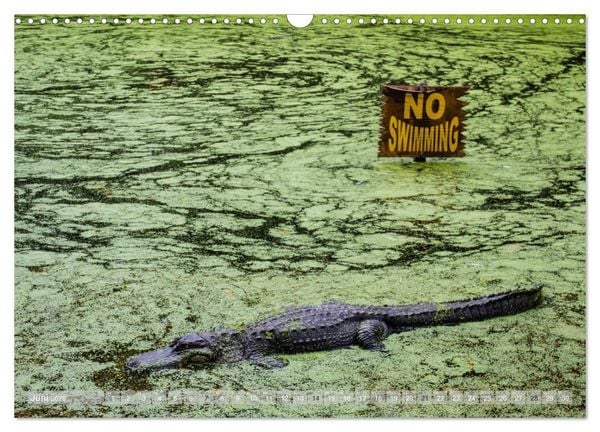 Produktbild: Florida. Sonne und Meer (Wandkalender 2026 DIN A3 quer), CALVENDO Monatskalender