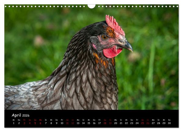 Produktbild: Neues von den Gartenh&uuml;hnern (Wandkalender 2026 DIN A3 quer), CALVENDO Monatskalender