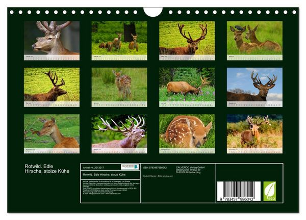 Produktbild: Rotwild. Edle Hirsche, stolze K&uuml;he (Wandkalender 2026 DIN A4 quer), CALVENDO Monatskalender
