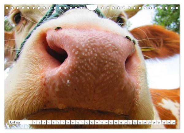 Produktbild: Lustige Tier-Selfies. Tierische Selbstportraits (Wandkalender 2026 DIN A4 quer), CALVENDO Monatskalender