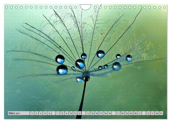 Produktbild: PusteblumenZauber (Wandkalender 2027 DIN A4 quer), CALVENDO Monatskalender