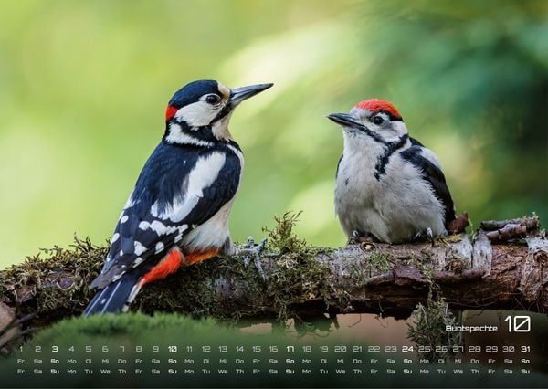Produktbild: Waldtiere - Heimische Waldbewohner - Der Tierkalender - 2027 - Kalender DIN A3
