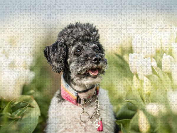 Produktbild: CALVENDO Puzzle Zwergpudel im Tulpenfeld 1000 Teile Lege-Gr&ouml;&szlig;e 640 x 480 cm Foto-Puzzle Bild von boegau - fotos