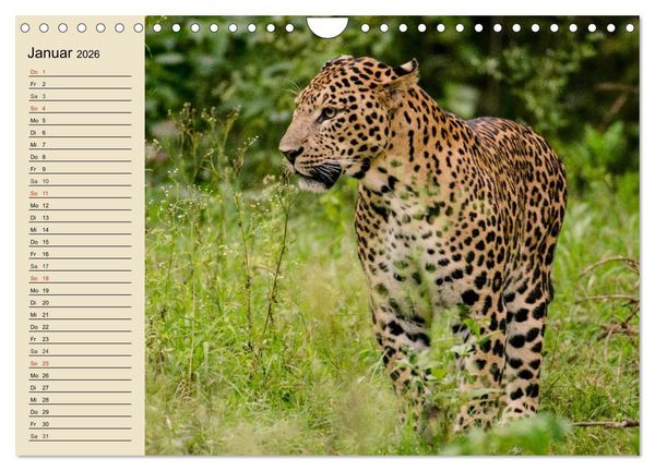 Produktbild: Die Lautlosen. Geparden und Leoparden (Wandkalender 2026 DIN A4 quer), CALVENDO Monatskalender