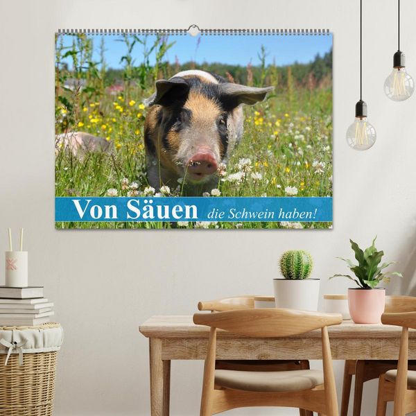 Produktbild: Von S&auml;uen die Schwein haben! (Wandkalender 2026 DIN A2 quer), CALVENDO Monatskalender