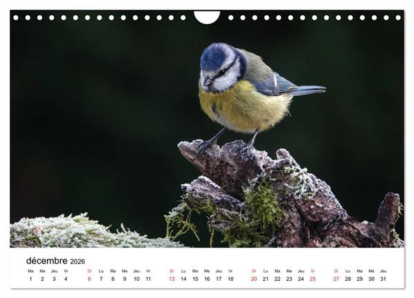 Produktbild: Oiseaux de nos villages en G&acirc;tinais (Calendrier mural 2026 DIN A4 vertical), CALVENDO calendrier mensuel