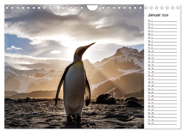 Produktbild: Pinguinliebe (Wandkalender 2026 DIN A4 quer), CALVENDO Monatskalender