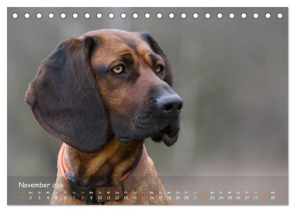 Produktbild: Jagdhunde - Treue Waidgesellen (Tischkalender 2026 DIN A5 quer), CALVENDO Monatskalender