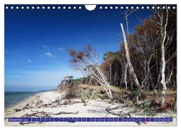 Produktbild: Weststrand Dar&szlig; (Wandkalender 2026 DIN A4 quer), CALVENDO Monatskalender